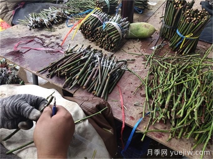 月季的冬季嫁接繁殖方法(图1)