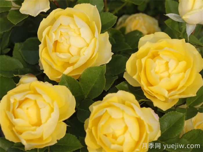 惊艳之美让人倾心,就是这12种经典月季花(图5) 惊艳之美让人倾心,就是这12种经典月季花(图5)