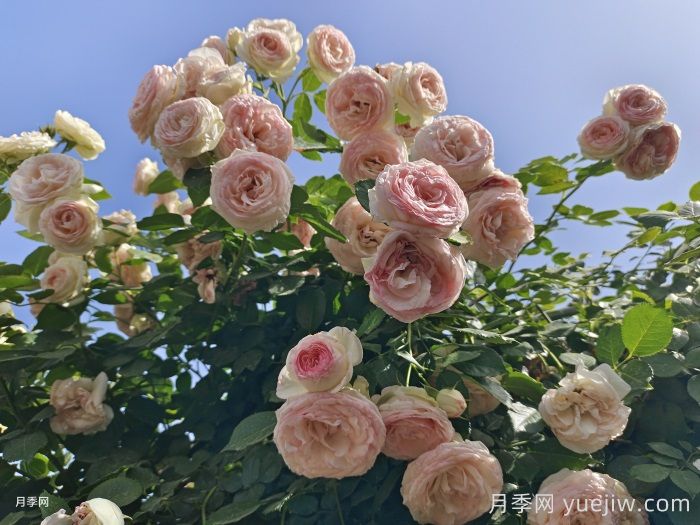 6大网红月季花墙，打造莫奈花园(图2)