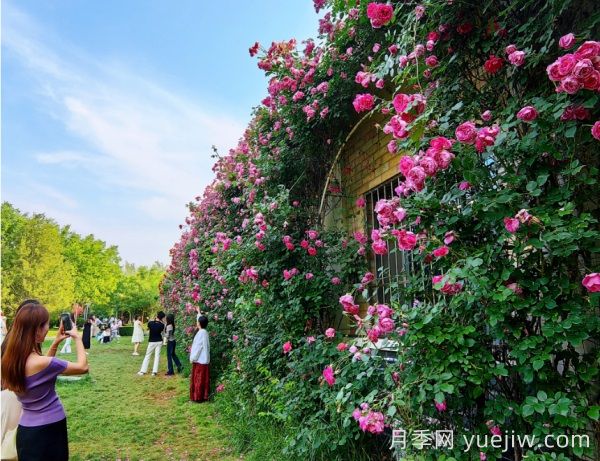 石家庄有什么月季打卡好去处?看市花月季花墙到这里(图1) 石家庄有什么月季打卡好去处?看市花月季花墙到这里(图1)