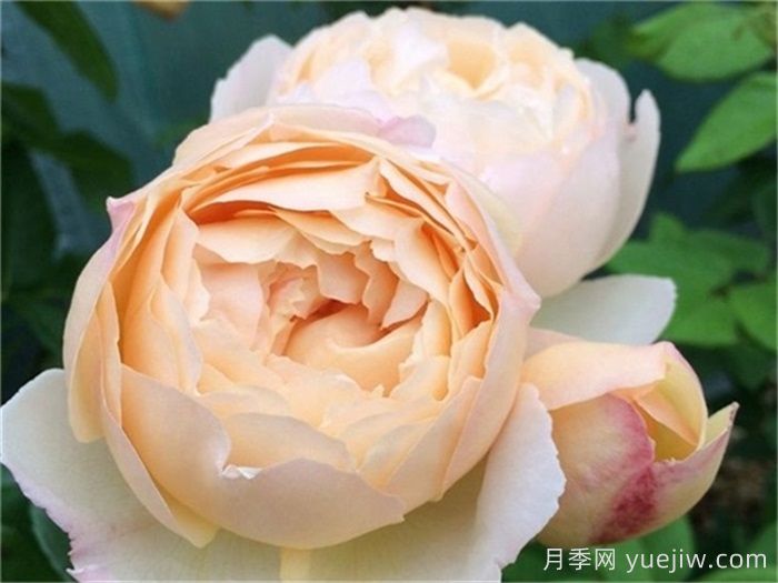 如果花园里只能种5棵月季，你选奥斯汀吗？(图1)