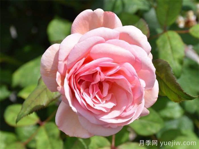 如果花园里只能种5棵月季，你选奥斯汀吗？(图5)