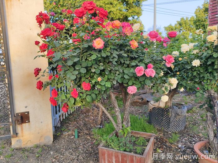 如何提高树状月季树桩的成活率？(图2)