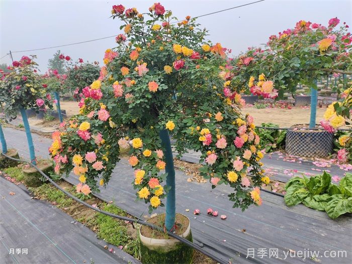 路边园林中的月季树又叫树状月季,已经成了月季界的新宠(图2) 路边园林中的月季树又叫树状月季,已经成了月季界的新宠(图2)