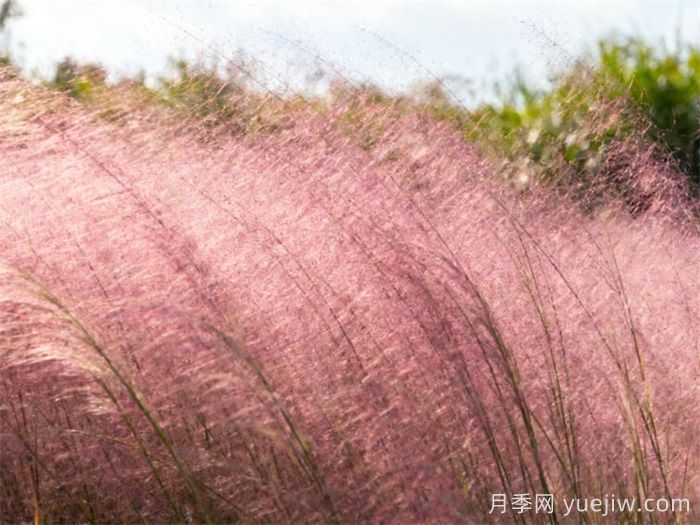 粉黛乱子草,浪漫的粉红佳人(图1) 粉黛乱子草,秋日浪漫的粉红佳人(图1)