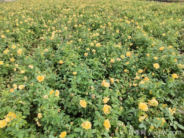 月季秋季养护攻略，7个要点让月季再开爆盆(图2)