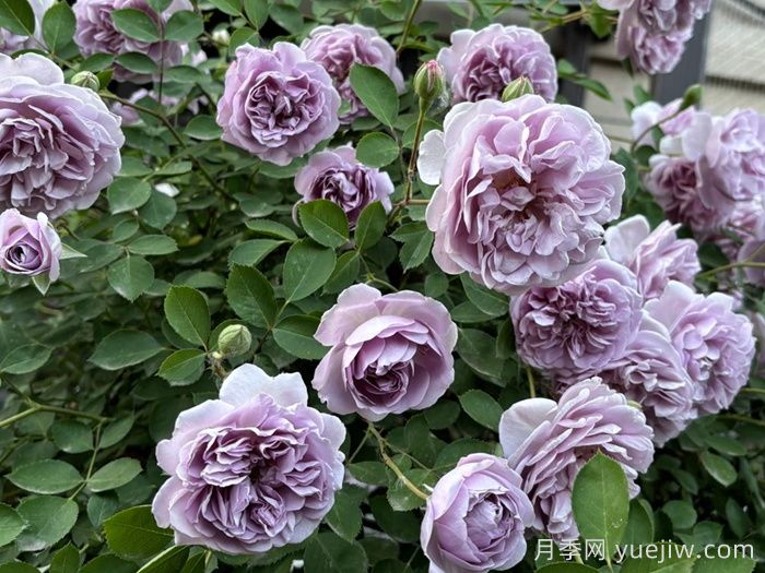 分享8款高颜值神仙月季，花开不断低养护(图2)