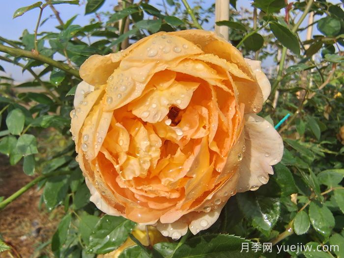 分享8款高颜值神仙月季，花开不断低养护(图8)