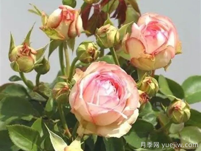 妩媚古董月季/妩媚安提克(图1) 妩媚古董月季/妩媚安提克Lovely Antike Freelander(图1)