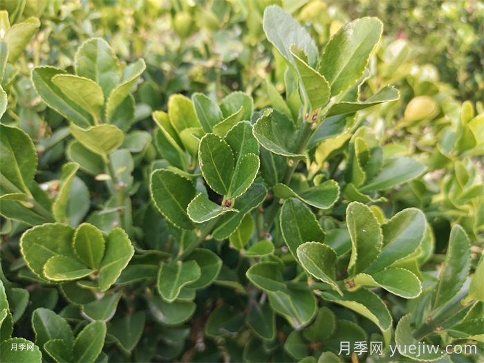 大叶黄杨球的园林景观价值和应用(图1) 大叶黄杨球的园林景观价值和应用(图1)