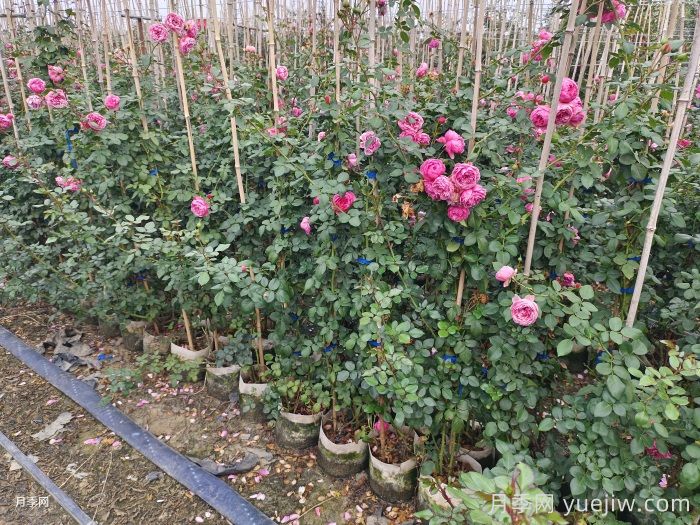 月季新手手册：江南一带冬季养月季问题一览(图2)