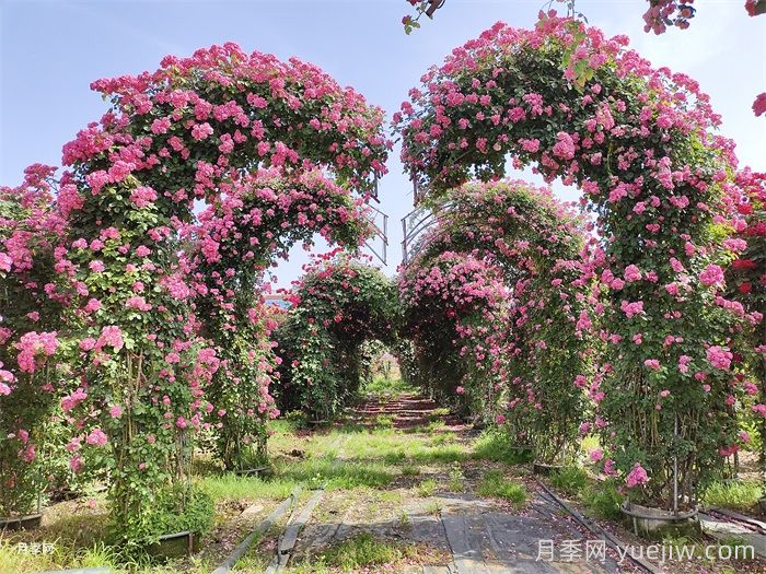 怎么让藤本月季爬藤？(图1)