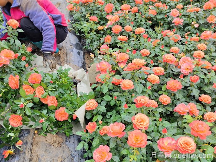 最全的绿化苗木选择技术和种植养护技术(图3)