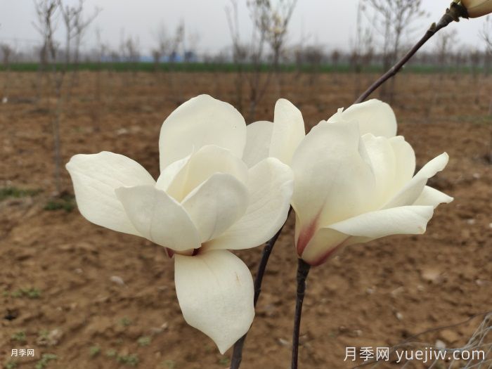 广玉兰和白玉兰的区别，不同与相同之处(图1)