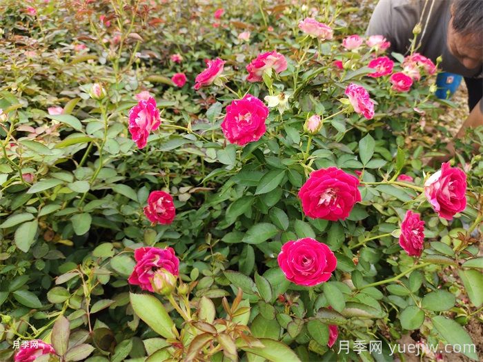 移栽花木浇水的四大原则运用(图1)