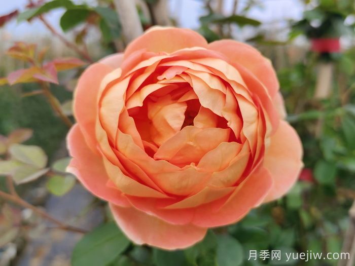 玫瑰花和月季花的区别(图1)