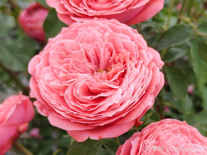 玫瑰文化：从近中区别到用途花语的爱意传递(图1)