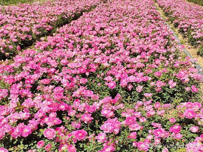 地被月季的种植规范(图1)