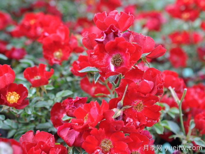 关于地被月季的所有知识汇总(图1)