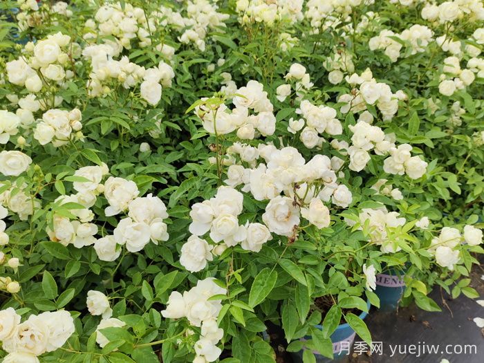 关于地被月季的所有知识汇总(图2)