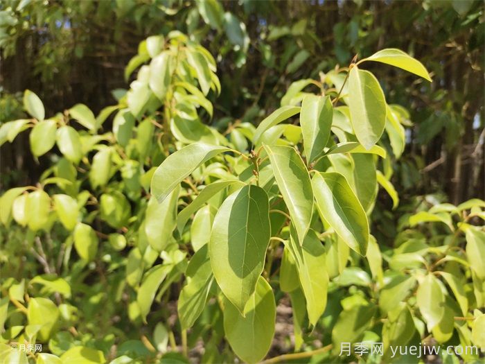 香樟树产地及分布区域(图1) 香樟树产地及分布区域(图1)