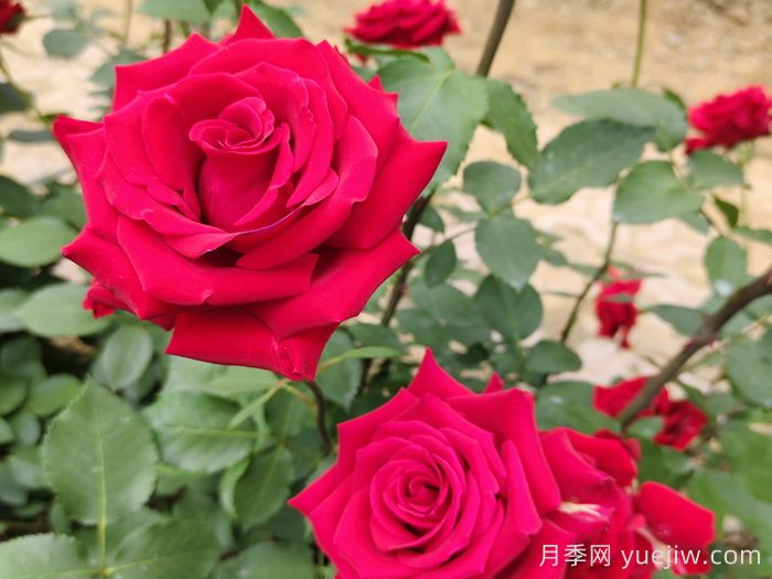 玫瑰品种知多少,65种热门玫瑰品种介绍(图2) 玫瑰品种知多少,65种热门玫瑰品种介绍(图2)