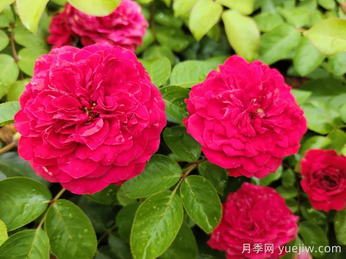 玫瑰品种知多少,65种热门玫瑰品种介绍(图3) 玫瑰品种知多少,65种热门玫瑰品种介绍(图3)