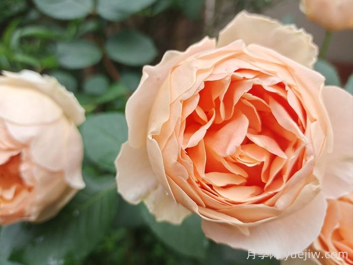 玫瑰品种知多少,65种热门玫瑰品种介绍(图7) 玫瑰品种知多少,65种热门玫瑰品种介绍(图7)