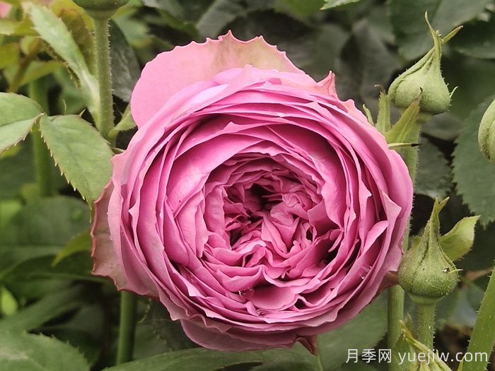 玫瑰品种知多少,65种热门玫瑰品种介绍(图9) 玫瑰品种知多少,65种热门玫瑰品种介绍(图9)