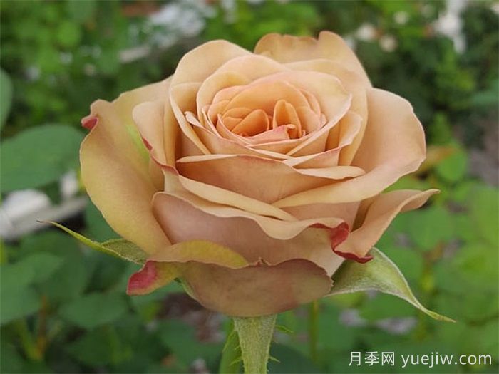 玫瑰品种知多少,65种热门玫瑰品种介绍(图12) 玫瑰品种知多少,65种热门玫瑰品种介绍(图12)