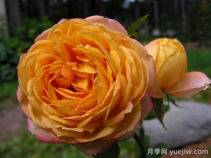 100种月季玫瑰品种图鉴大全，你认识多少个？(图5)