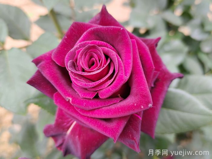 传统月季和现代月季的区别(图1)