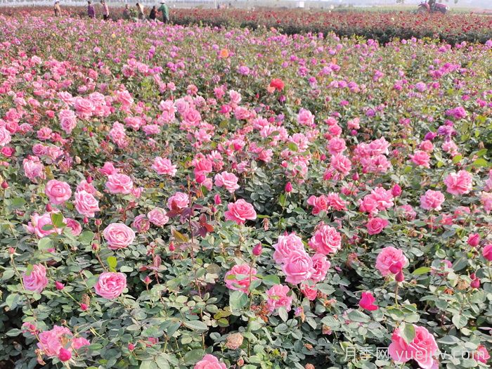 不用药就能搞定月季红蜘蛛，简单方法治叶螨(图2)