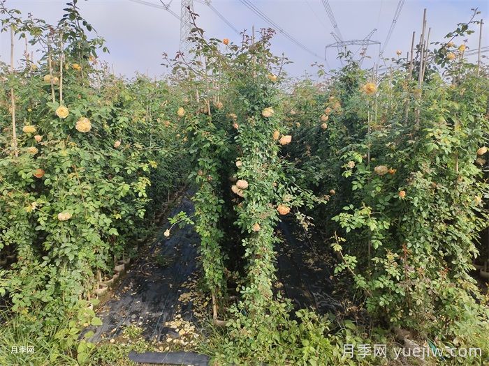 藤本月季什么不要做？否则明年花量少一半(图2)