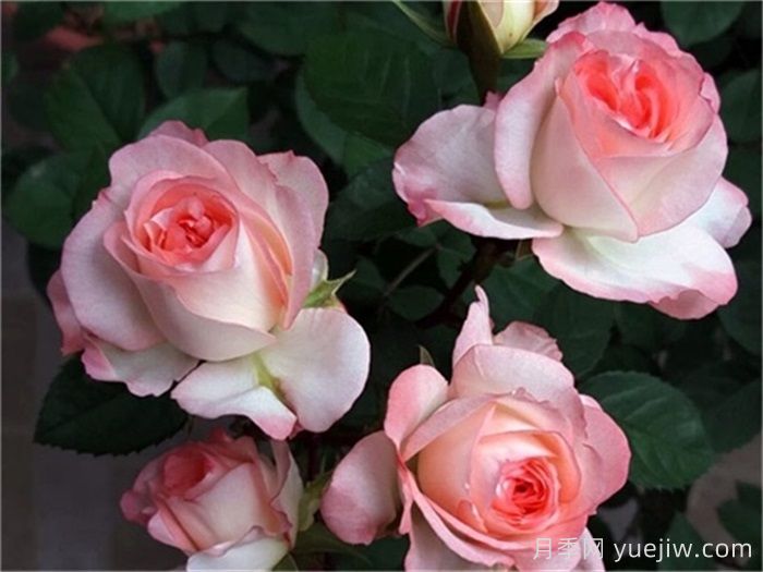 100种玫瑰品种科普(图5)