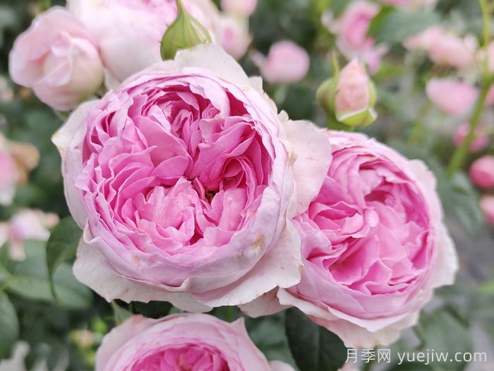 100种玫瑰品种科普(图1)
