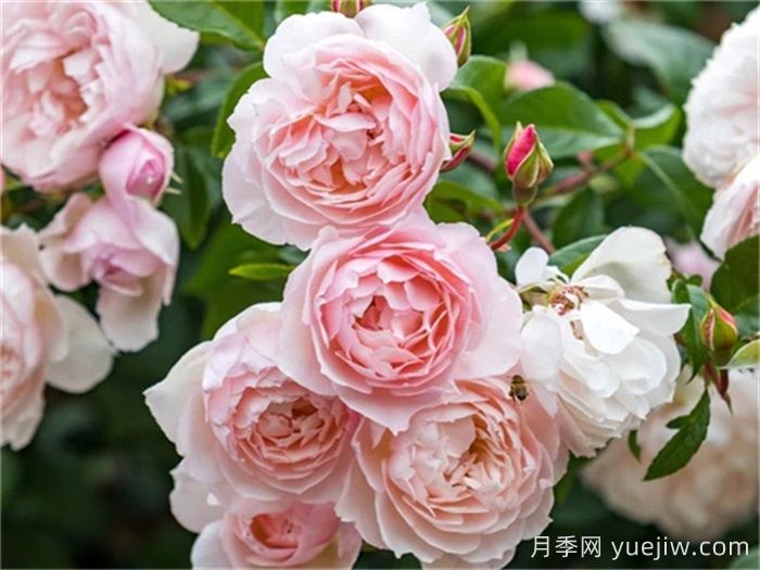 100种玫瑰品种科普(图13)