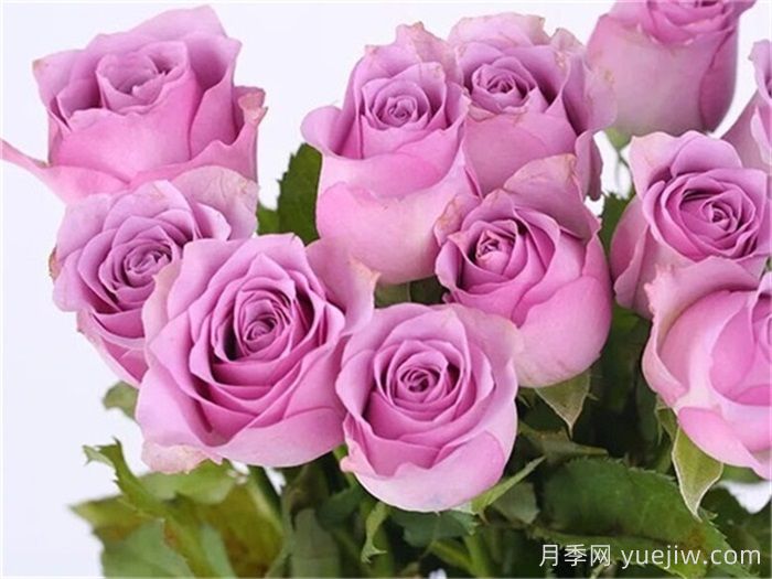 精选热门玫瑰品种,你喜欢哪个?(图4) 精选热门玫瑰品种,你喜欢哪个?(图4)