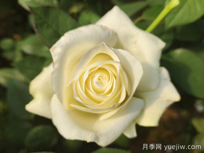 精选热门玫瑰品种,你喜欢哪个?(图7) 精选热门玫瑰品种,你喜欢哪个?(图7)