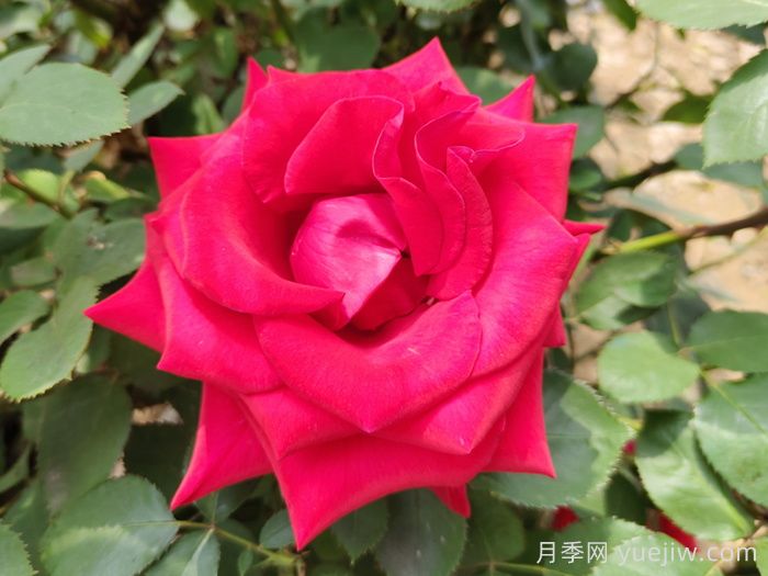 10款纯正红色月季,美得像火一样(图4) 10款纯正红色月季,美得像火一样(图4)