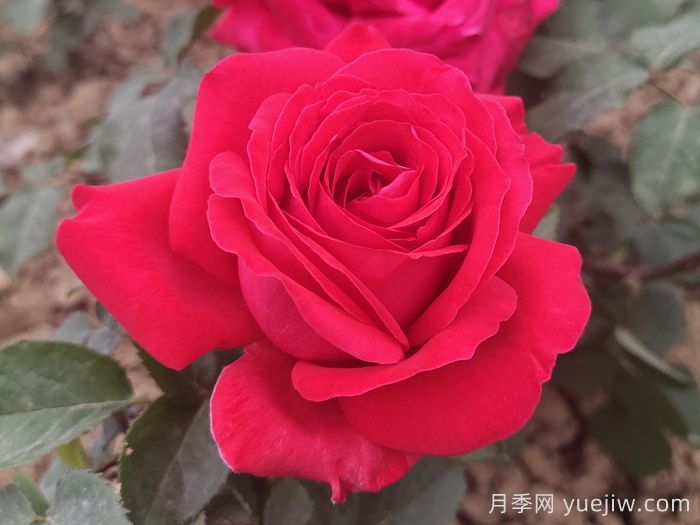 10款纯正红色月季,美得像火一样(图1) 10款纯正红色月季,美得像火一样(图1)