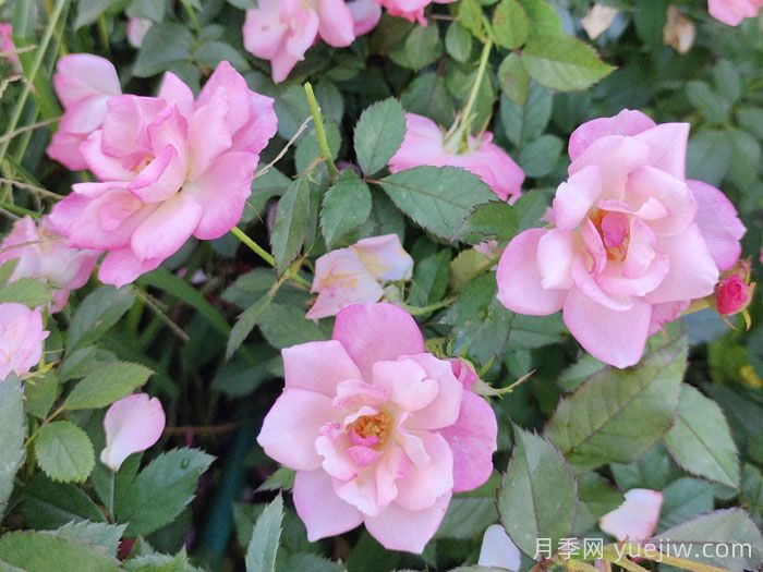 非常耐寒的5个月季品种，0度以上也能开花(图3)