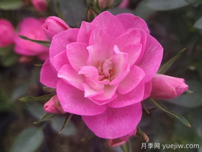 非常耐寒的5个月季品种，0度以上也能开花(图5)