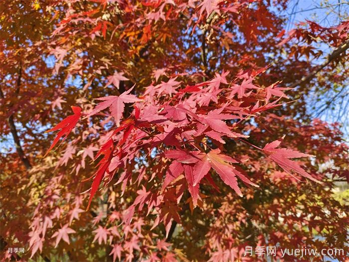 红枫、黄枫、青枫的鉴赏与区别(图3)
