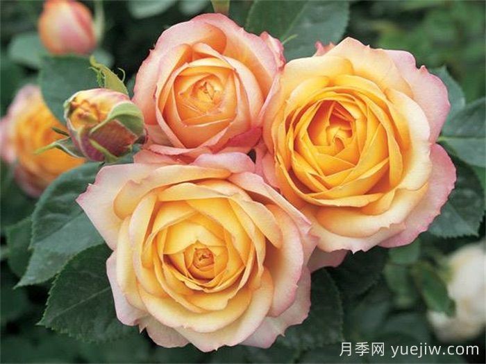 适合北京露地栽培的优秀月季品种(图6)