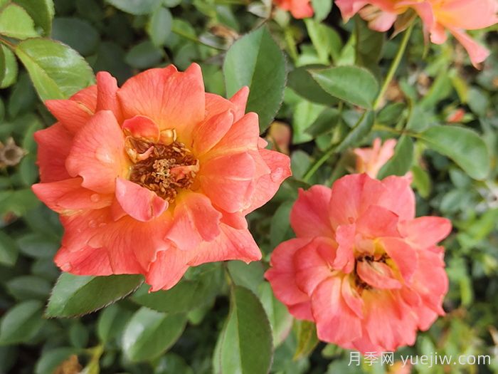 秋天阳台最该养的花，越养越惊艳(图2)