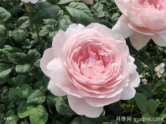 虹越：欧洲月季的16年引进史(图1)