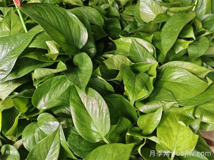 50种常见花卉养护方法(图1)