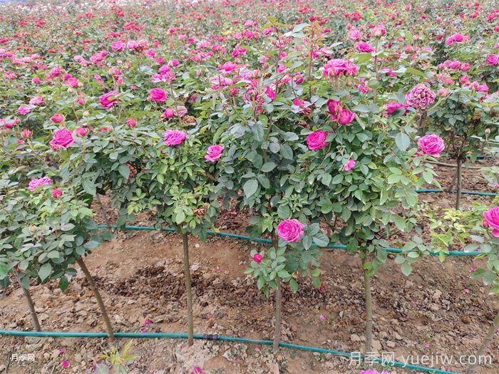 雨季园林绿化苗木施药注意事项(图1)