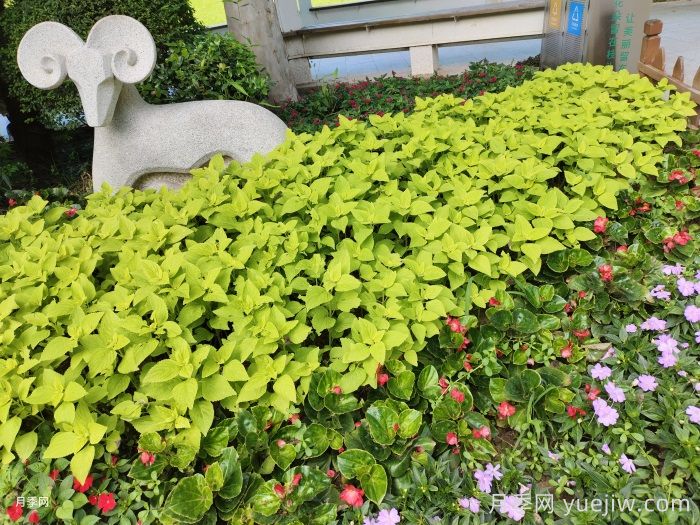 什么景观用什么绿化植物，带你学习(图2)